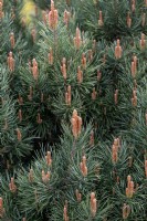 Pinus sylvestris 'Waterii' Scots pine