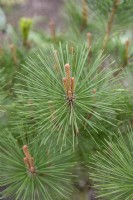 Pinus densiflora 'Umbraculifera' Japanese red pine.