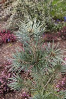 Pinus flexilis 'Cesarini Blue' Limber pine