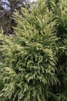 Cryptomeria japonica 'Sekkan sugi' Japanese cedar