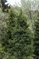 Cryptomeria japonica 'Black dragon' Japanese cedar