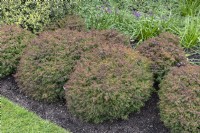 Cryptomeria japonica 'Mushroom' Japanese cedar