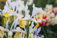 Iris 'Golden Montecito' - Dutch Iris