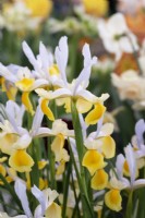 Iris 'Golden Montecito' - Dutch Iris
