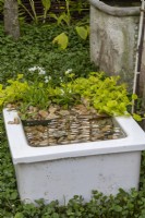 An old sink is used as a water feature with stones and marginal planting and set into a clover lawn - 'Eat, Drink and be Rosemary' - designer Laura Ashton-Phillips - RHS Malvern Spring Festival 2024