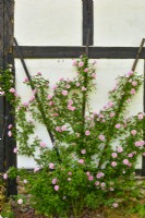 Historical climber Rosa 'Gerbe Rose', Fauque 1904  with pink fragrance full  flowers trained on a wall of timber - framed houses . June 
