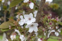 Prunus 'Tai Haku' great white cherry