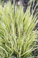 Molinia caerulea 'Variegata' purple moor grass