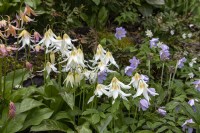 Erythronium 'Harvington Snowgoose' fawn lily 