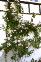Historical climber Rosa 'Gerbe Rose', Fauque 1904  with pink fragrance full  flowers trained on a wall of timber - framed houses . June 


