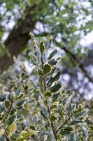 Ilex aquifolium 'Ferox Argentea' silver hedgehog holly