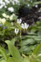 Dodecatheon meadia f. album white-flowered American cowslip