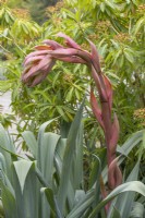 Beschorneria yuccoides, April