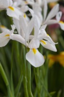 Iris 'Alaska' - Dutch Iris