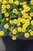 Sanvitalia santiago 'Bright Yellow'