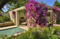View across open walled patio with blooming climbing Bougainvillea spectabilis in Mediterranean garden with border planted Stipa tenuissima, Yucca.  June
Designer: Alan Rudden
