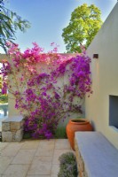 A corner in the patio with blooming Bougainvillea spectabilis climbing of the wall in the Mediterranean garden. June
Designer: Alan Rudden
