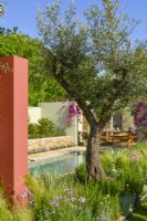 Mature tree of Olive on border in a Mediterranean garden with pool, June
Designer - Alan Rudden