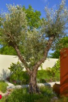 Large trees of Olive in Mediterranean garden. June
Designer - Alan Rudden
