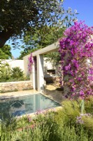 Patio covered with blooming Bougainvillea spectabilis in Mediterranean garden.
June
Designer: Alan Rudden

