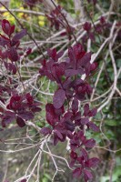 Cotinus coggygria 'Royal Purple'  smoke tree