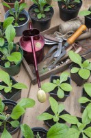 Garden tools in a wooden tray surrounded by young plants in pots