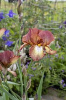 Iris germanica 'Kent Pride' - May