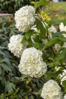 Viburnum opulus 'Roseum' - the Snowball Tree  - May