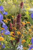 Mixed perennial planting with Verbascum 'Petra' and Geum 'Totally Tangerine' - 'The Macmillan Legacy Garden' - designers Kerianne Fitzpatrick and TJ Kennedy - RHS Malvern Spring Festival 2024