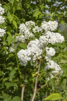 Syringa vulgaris 'Madame Lemoine' - lilac - May