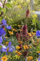 Mixed perennial planting with Verbascum 'Petra' and Geum 'Totally Tangerine' - 'The Macmillan Legacy Garden' - designers Kerianne Fitzpatrick and TJ Kennedy - RHS Malvern Spring Festival 2024