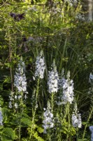Veronica gentianoides 'Tissington White - The Cotswold Garden - May