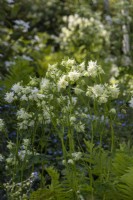 Aquilegia vulgaris 'White Barlow' - columbine - May