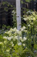 Aquilegia vulgaris 'White Barlow' - columbine against trunk of Betula pendula - The Grand Appeal Garden - designer Suzy Dean - RHS Malvern Spring Festival 2024