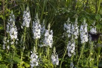 Veronica gentianoides 'Tissington White - May