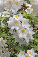 Rhododendron 'Persil', May