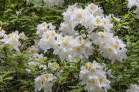 Rhododendron 'Persil', May