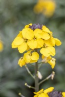Erisymum linifolium 'Fragrant Sunshine'