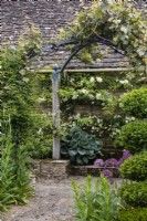 A vine climbs over a wood and metal pergola at Oxleaze Farm, Gloucestershire. In the foreground is topiary box and behind hostas and Rosa banksiae 'var. banksiae'.