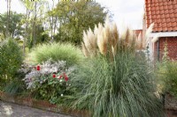 Front Garden with Cortaderia selloana and Asters