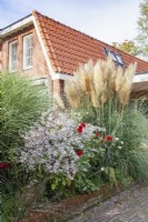 Asters and Pampas grass in Front Garden