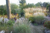 Grasses in Autumn Garden including Miscanthus sinensis