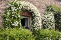 Flowering pyracantha frames a farm building doorway at Oxleaze Farm, Gloucestershire.