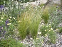 Drought resistant garden Stipa tenuissima and Eschscholzia californica - California Poppy, summer June