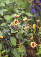 Geum rivale, spring May