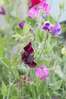 Lathyrus odoratus 'Windsor' and Papaver somniferum seedpod - Sweet peas and Opium poppy pod