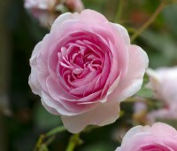 Rosa 'Olivia Rose Austin' - English Leander Hybrid Late May Summer