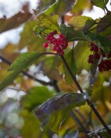 Berries of Viburnum opulus,
guelder rose October. Autumn, Dorset UK.