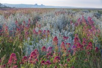 View of Jacobaea maritima - Silver Ragwort - and Centrantus ruber - Red Valerian - on a shingle beach habitat in Summer - June