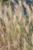 Hordeum murinum - Wall Barley - flowering in Summer - June